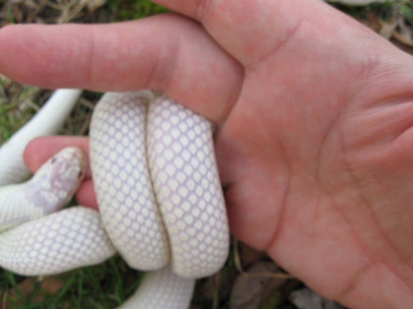 Albino California king