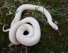 Albino California king