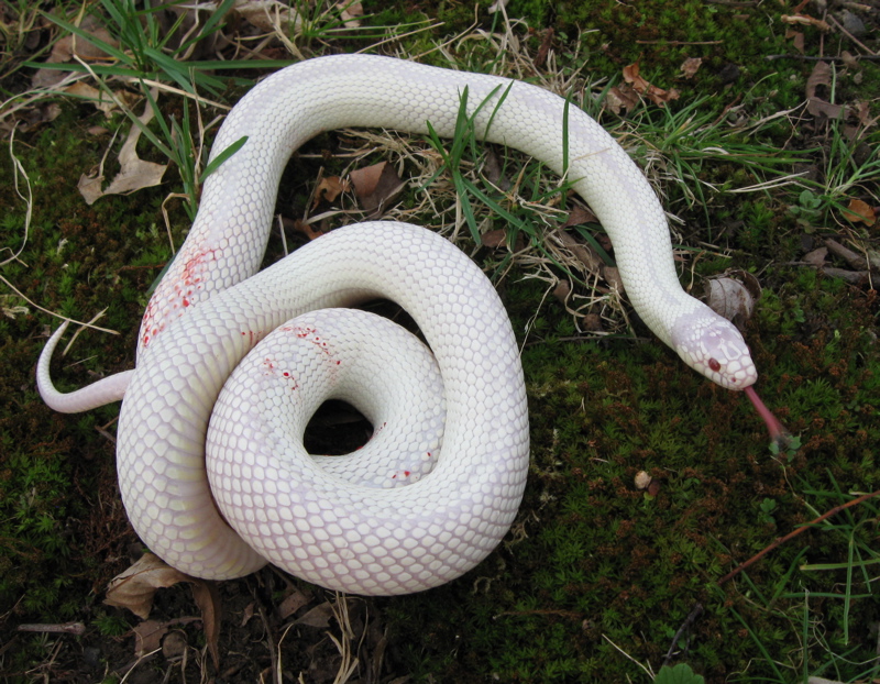 Albino California king