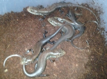 Egernia frerei CBB babies