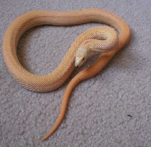 hypo patternless bull snake