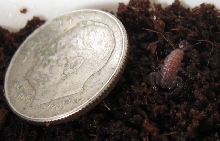 Liocheles australasiae