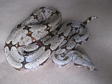 Boa constrictor amarali