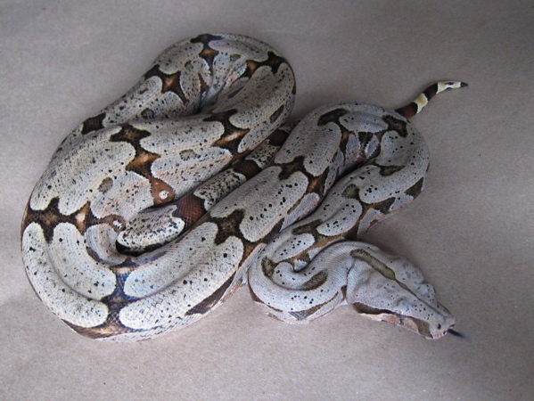 Boa constrictor amarali