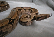 Niforatos Bolivian Amarali