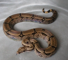 Niforatos Bolivian Amarali