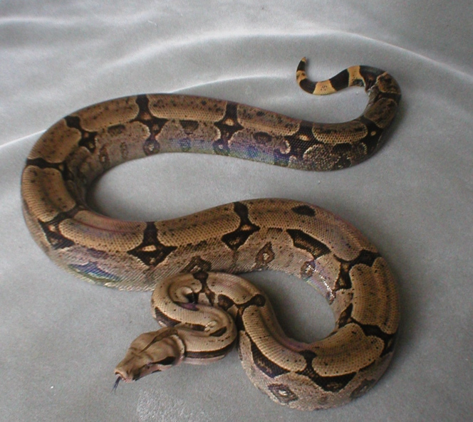 Niforatos Bolivian Amarali