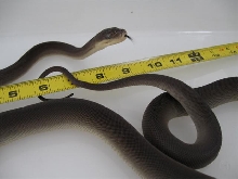 Olive python