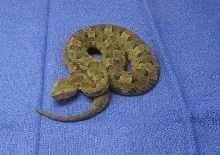 Porthidium l. lansbergi