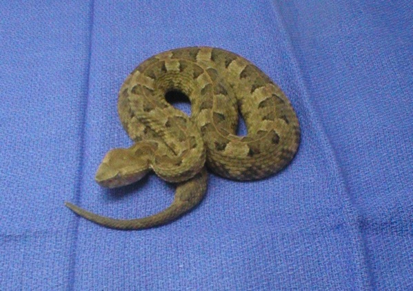 Porthidium l. lansbergi