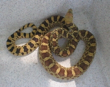 Bull snake