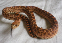 Red bull snake