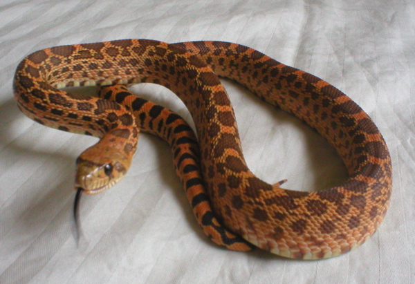 Red bull snake