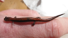 Redback salamander