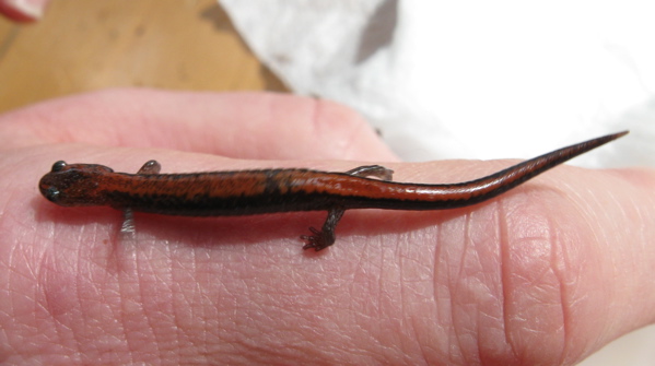Redback salamander