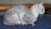 Egyptian Mau, Spots on Safari