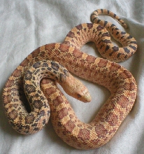 Hypo Stillwater Bull snake