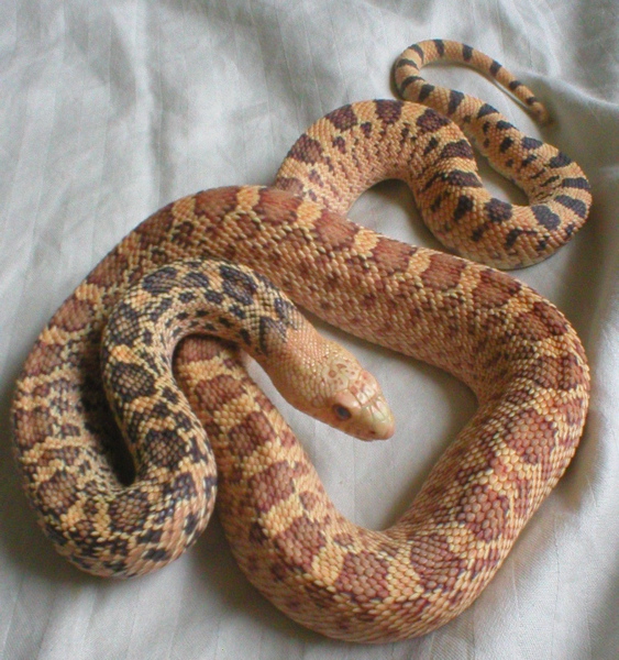 Hypo Stillwater Bull snake