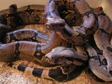 Synchronized Boas