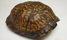 Eastern box turtle