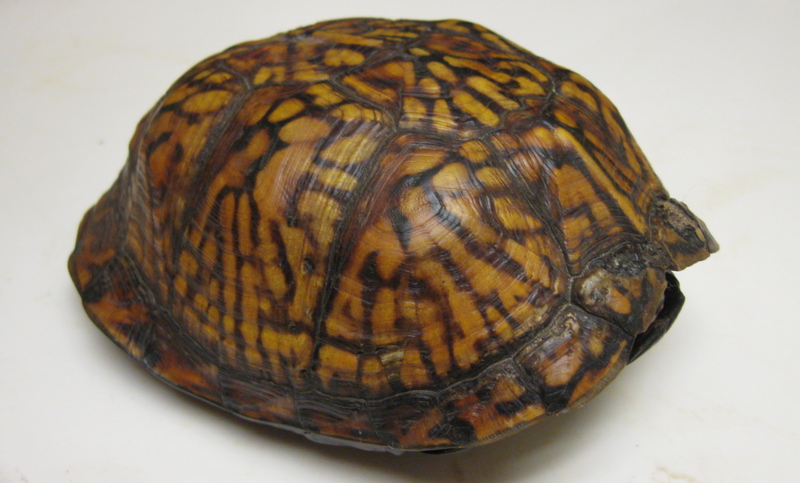 Eastern box turtle