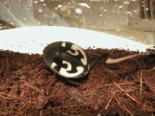Question mark roach, Therea sp.