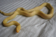 albino yellow rat snake