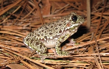 Barking tree frog