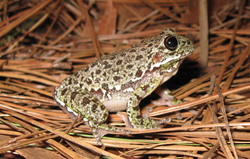 Barking tree frog