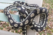 Queensland carpet python