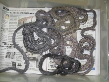 African file snakes, Mehelya