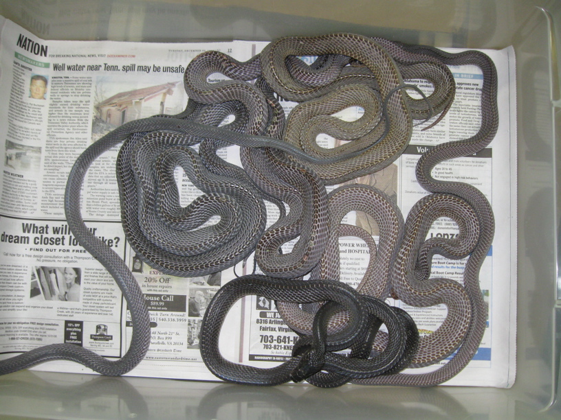 African file snakes, Mehelya