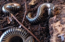 ivory milipedes