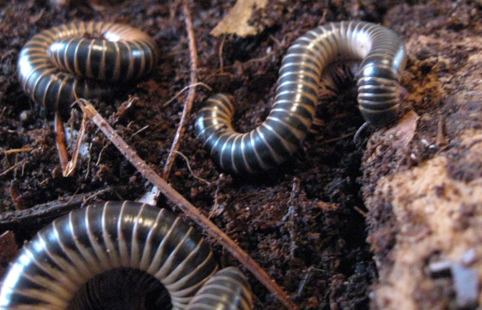 ivory milipedes