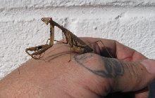 Mantid I found today