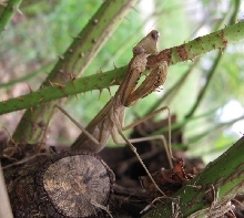 Mantid found a few weeks ago