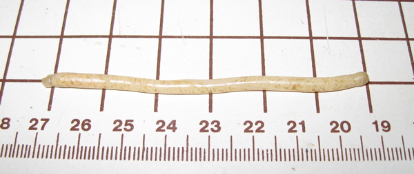 parasite