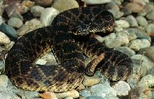 Mojave Rattlesnake