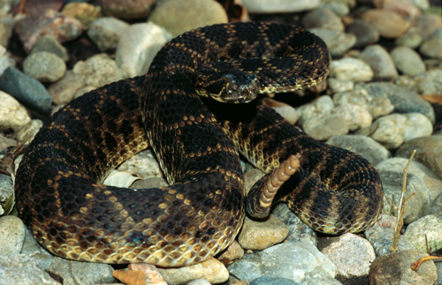 Mojave Rattlesnake