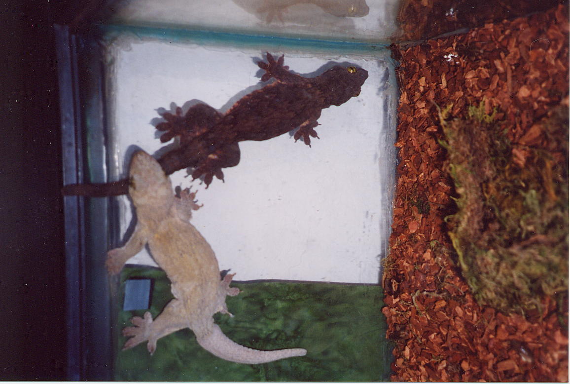 Gehyra vorax - color change