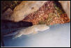 Gehyra vorax - side view