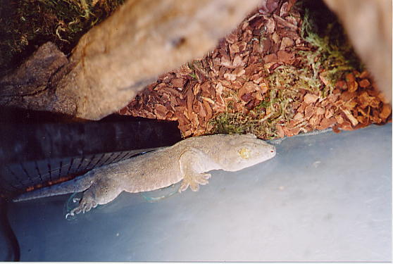 Gehyra vorax - side view