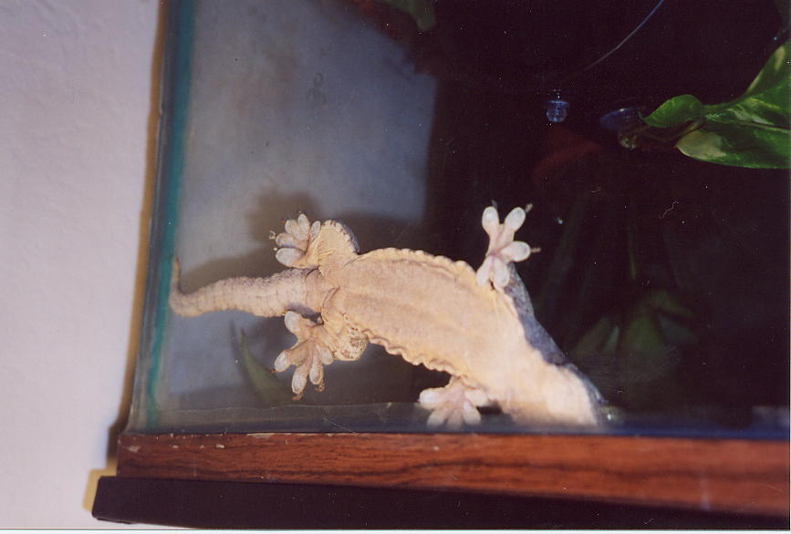 Ventral view of male Gehyra vorax