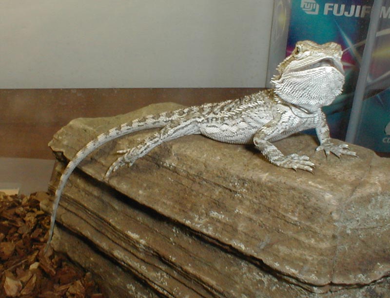 belardosaurus