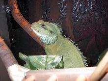 my dragon