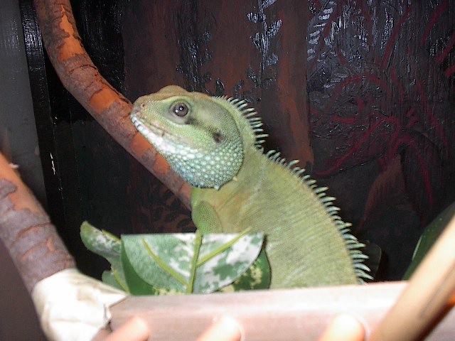 Mushu