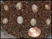 kingii eggs