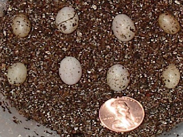 kingii eggs