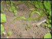 opheodrys2