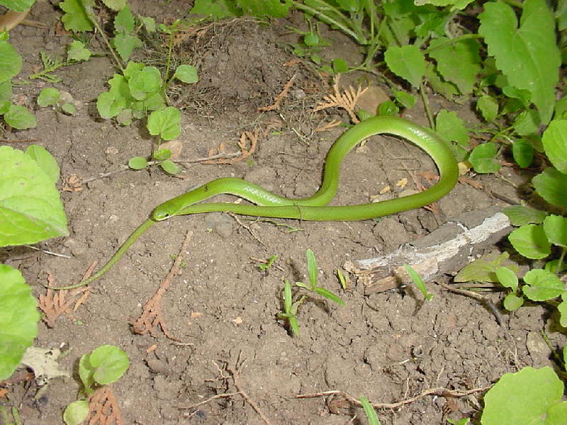 opheodrys2